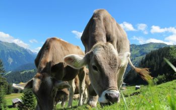 Los animales «vacas» en las calles de Hato Mayor: El cuento de nunca acabar