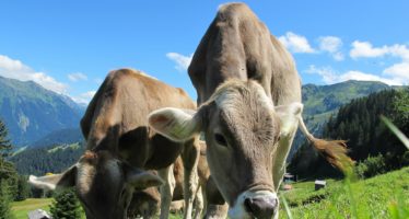 Los animales «vacas» en las calles de Hato Mayor: El cuento de nunca acabar