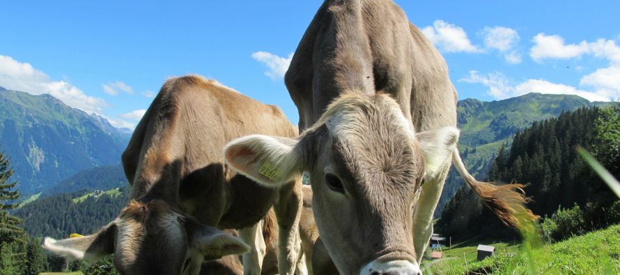 Los animales «vacas» en las calles de Hato Mayor: El cuento de nunca acabar