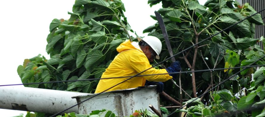 EDE Este suspenderá el servicio por un máximo de 4 horas para podar árboles