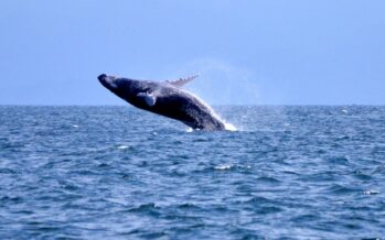 Medio Ambiente inicia proceso de autorizaciones para observación de ballenas 2021