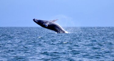 Medio Ambiente inicia proceso de autorizaciones para observación de ballenas 2021