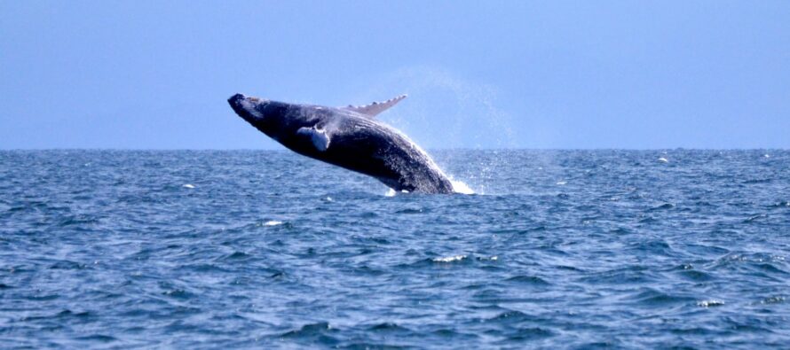 Medio Ambiente inicia proceso de autorizaciones para observación de ballenas 2021