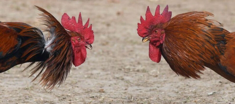 Ministerio de Deportes prohíbe peleas de gallos que se celebraban de manera virtual