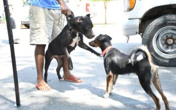 Salud Pública anuncia Jornada Nacional de Vacunación antirrábica de perros y gatos