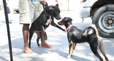 Salud Pública anuncia Jornada Nacional de Vacunación antirrábica de perros y gatos