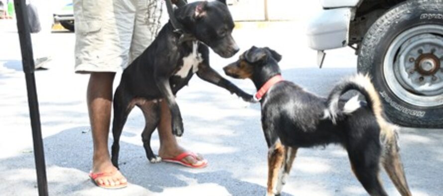 Salud Pública anuncia Jornada Nacional de Vacunación antirrábica de perros y gatos