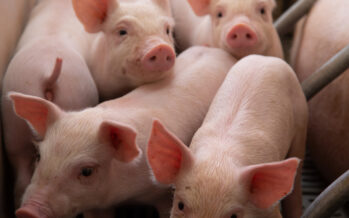 Ministros de Agricultura de 34 países de las Américas resolutan apoyar a RD contra fiebre porcina africana