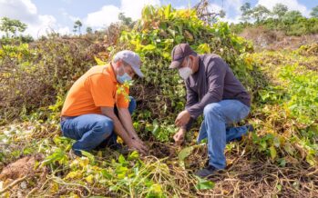 Consorcio Citrícola del Este se une a Medio Ambiente en jornada de reforestación