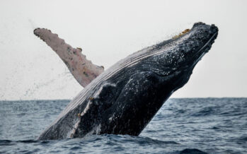 Se inicia hoy temporada de observación de ballenas jorobadas 2022