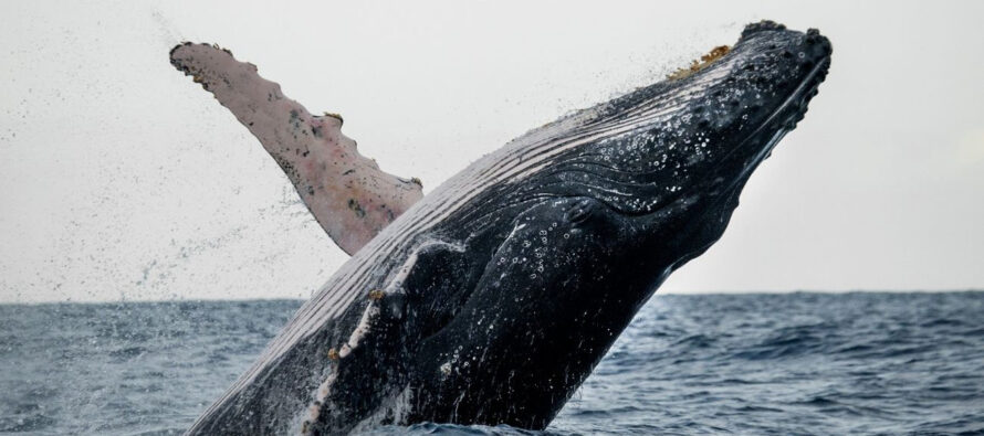 Se inicia hoy temporada de observación de ballenas jorobadas 2022