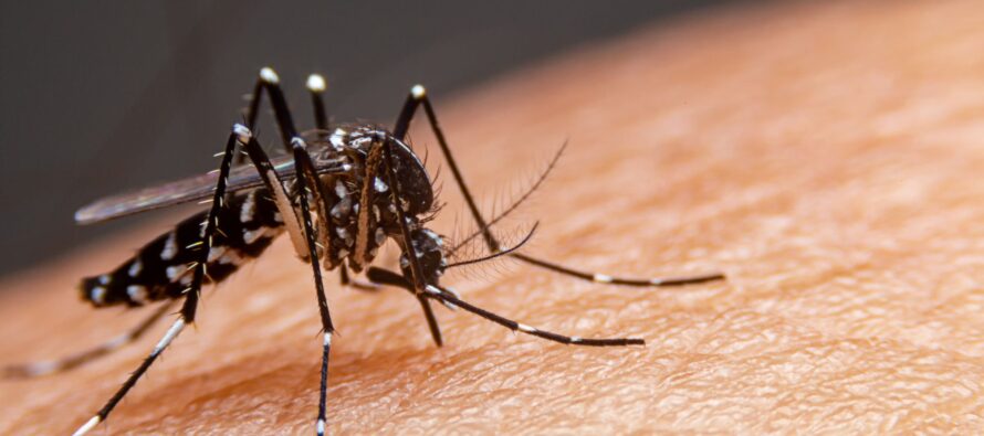 La atención y cuidado médico adecuado reducen la mortalidad por dengue